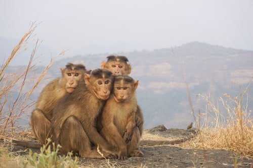 Monkeys in Matheran